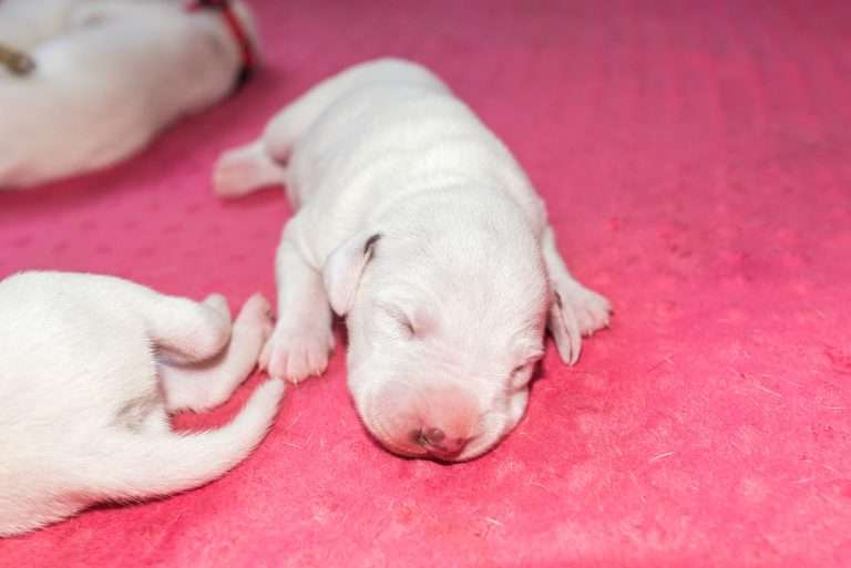 6. Lebenstag - B-Wurf (8)