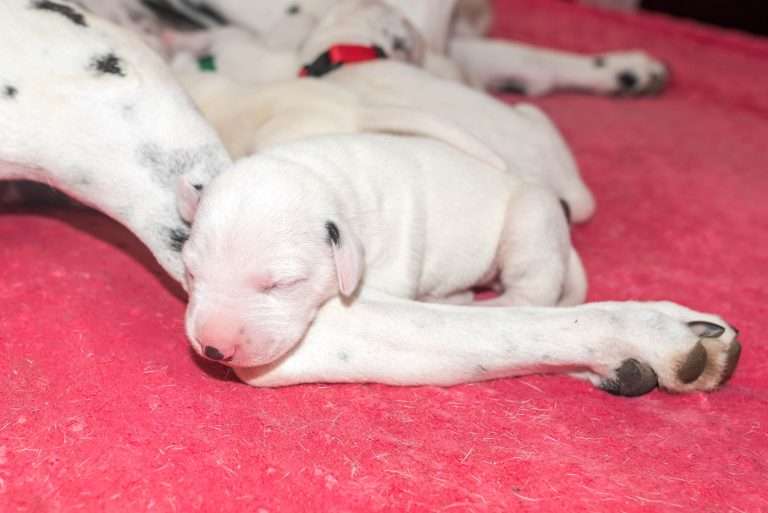 6. Lebenstag - B-Wurf (9)