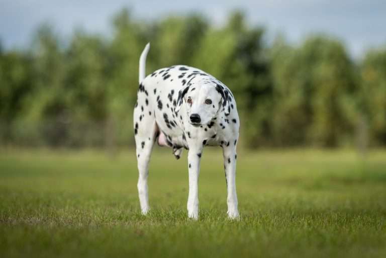 60. Trächtigkeitstag - B-Wurf (10)
