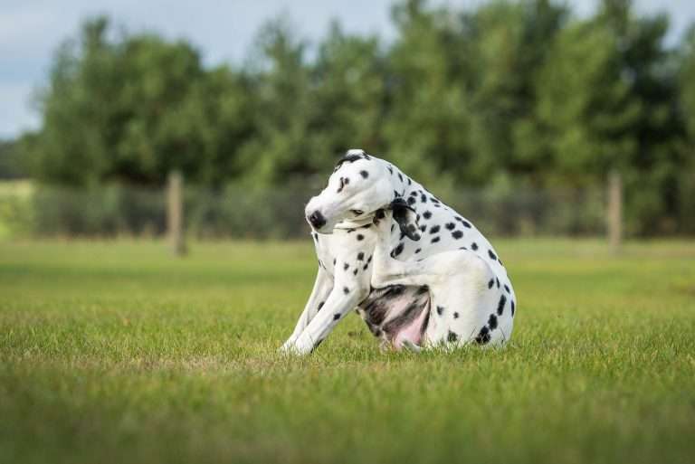 60. Trächtigkeitstag - B-Wurf (11)