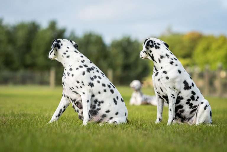60. Trächtigkeitstag - B-Wurf (12)