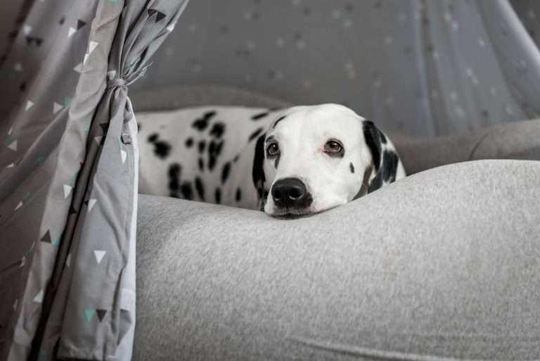 60. Trächtigkeitstag - B-Wurf (14)