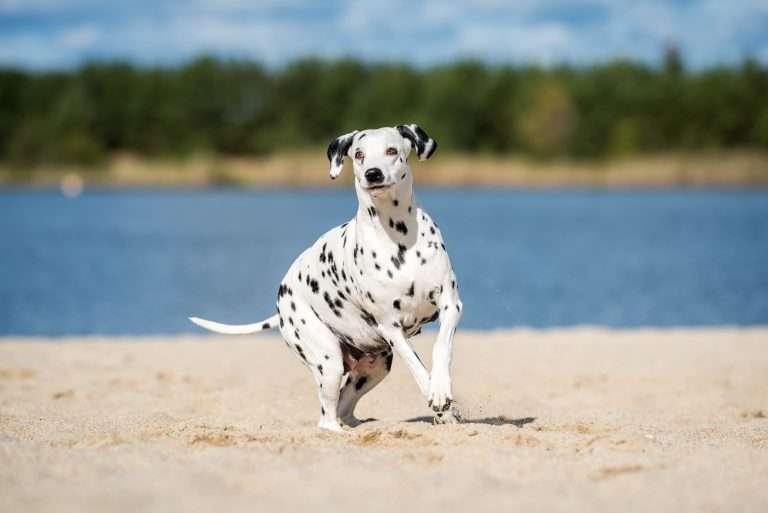 60. Trächtigkeitstag - B-Wurf (2)