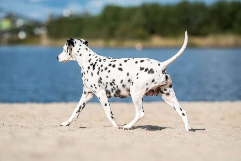 60. Trächtigkeitstag - B-Wurf (3)