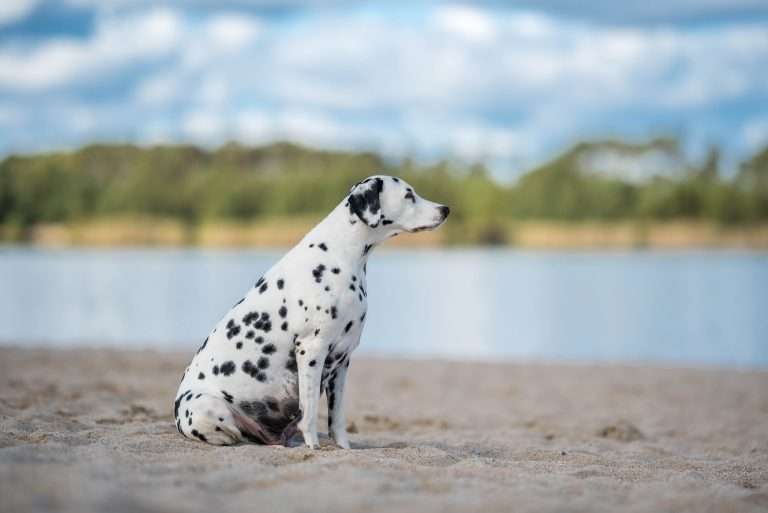 60. Trächtigkeitstag - B-Wurf (4)
