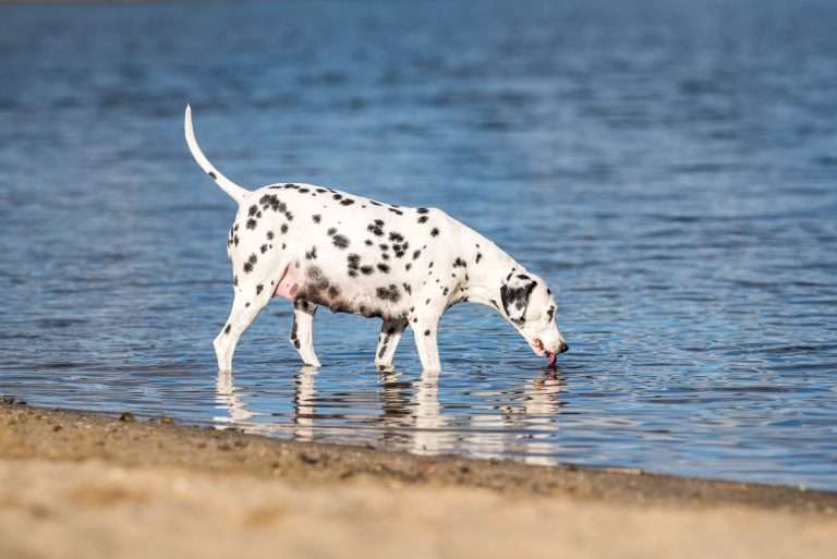 60. Trächtigkeitstag - B-Wurf (5)