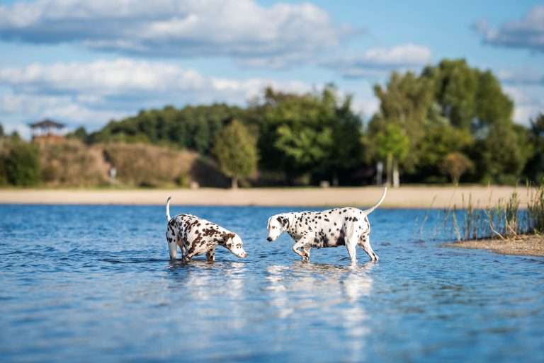60. Trächtigkeitstag - B-Wurf (6)
