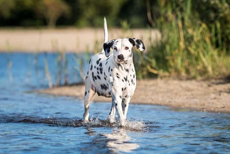 60. Trächtigkeitstag - B-Wurf (7)