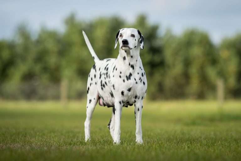 60. Trächtigkeitstag - B-Wurf (9)