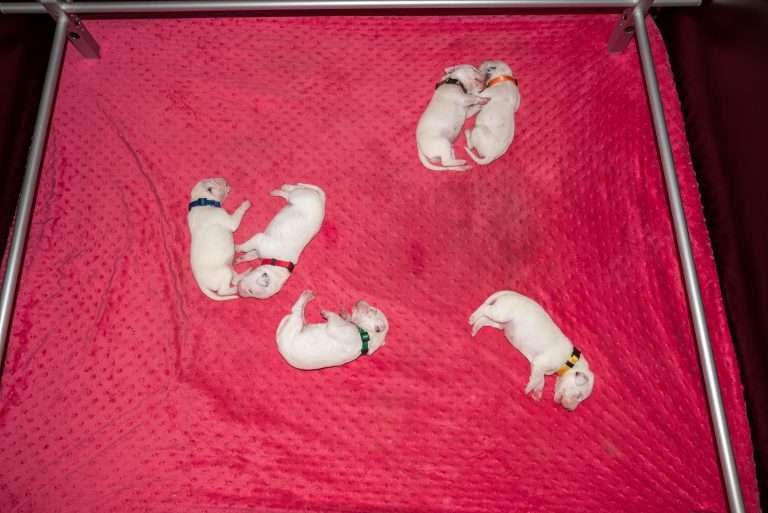 7. Lebenstag - B-Wurf (1)