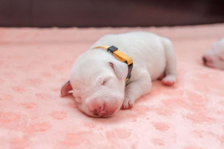 7. Lebenstag - B-Wurf (11)