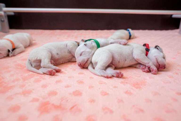 7. Lebenstag - B-Wurf (12)