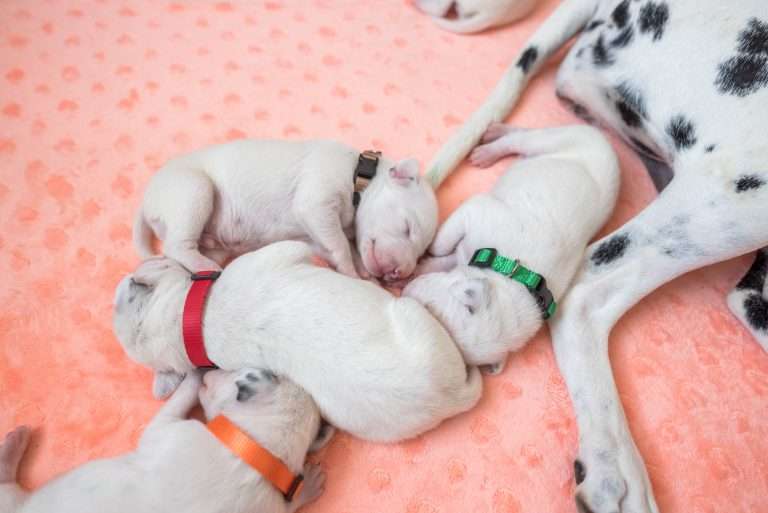 7. Lebenstag - B-Wurf (13)