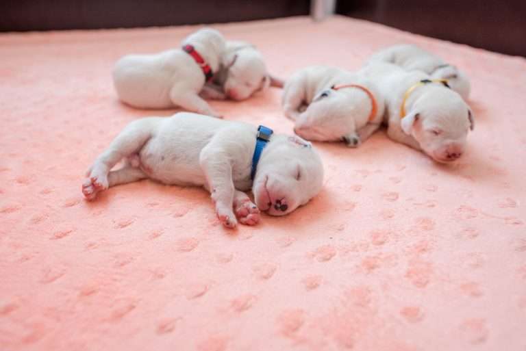 7. Lebenstag - B-Wurf (14)