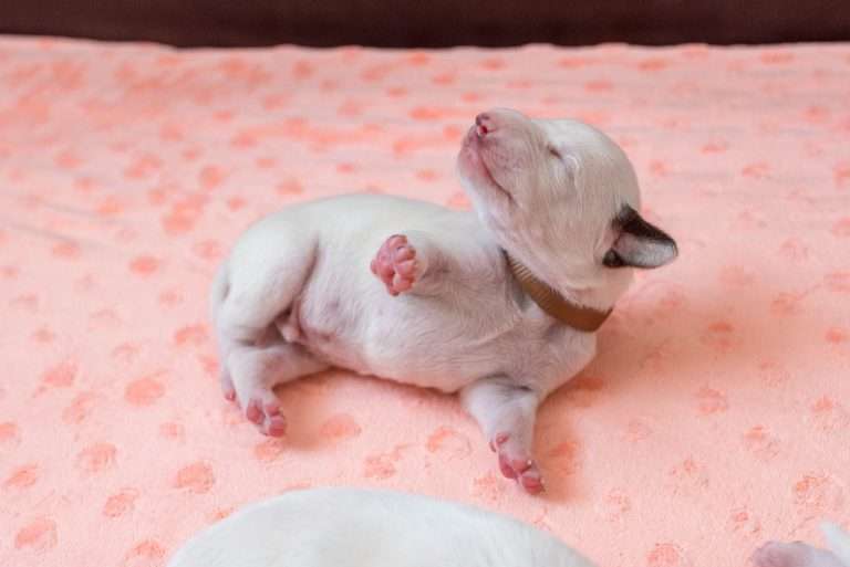 7. Lebenstag - B-Wurf (15)