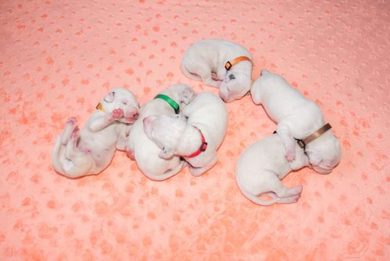 7. Lebenstag - B-Wurf (16)