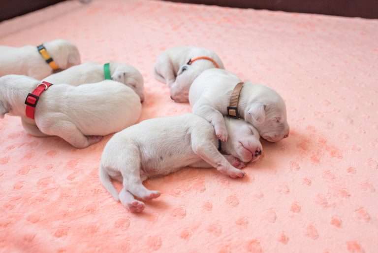 7. Lebenstag - B-Wurf (17)