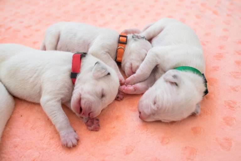 7. Lebenstag - B-Wurf (18)