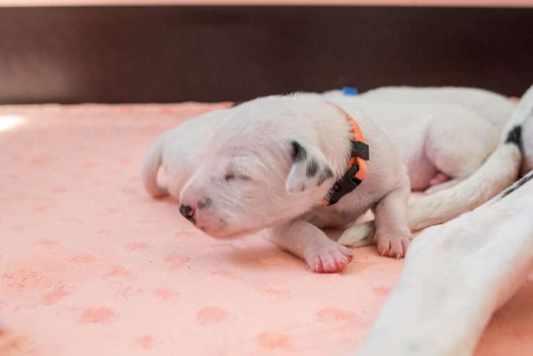 7. Lebenstag - B-Wurf (19)