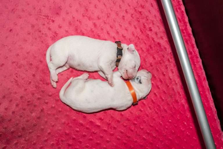 7. Lebenstag - B-Wurf (2)