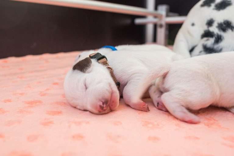 7. Lebenstag - B-Wurf (20)