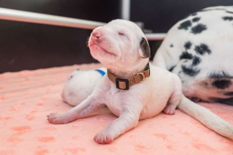 7. Lebenstag - B-Wurf (21)