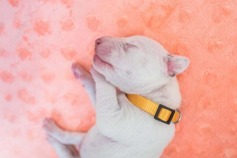 7. Lebenstag - B-Wurf (22)