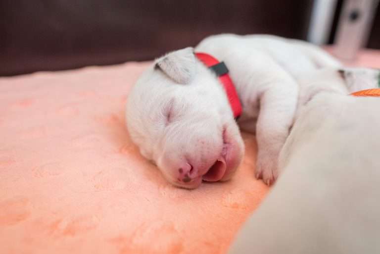 7. Lebenstag - B-Wurf (23)