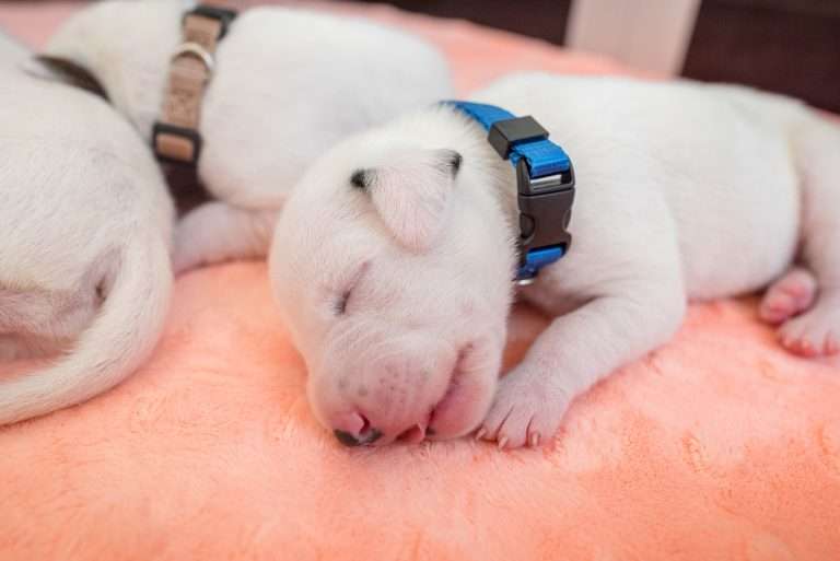 7. Lebenstag - B-Wurf (24)