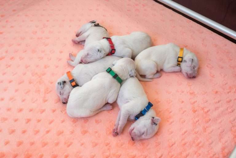 7. Lebenstag - B-Wurf (25)