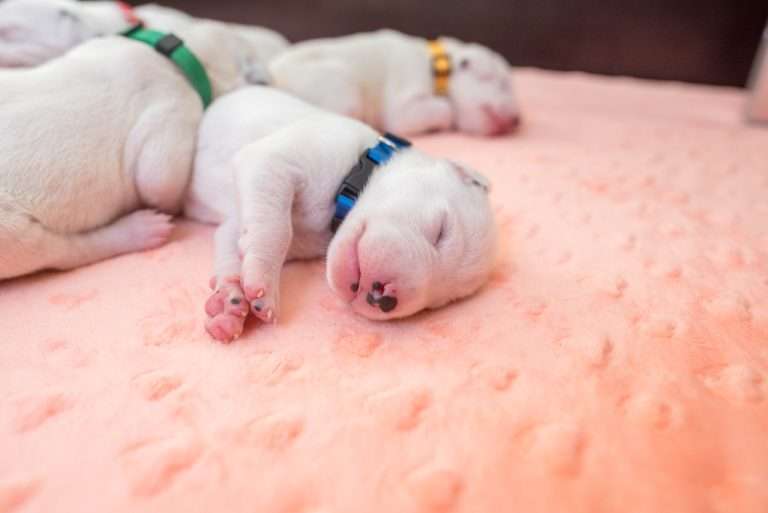 7. Lebenstag - B-Wurf (26)