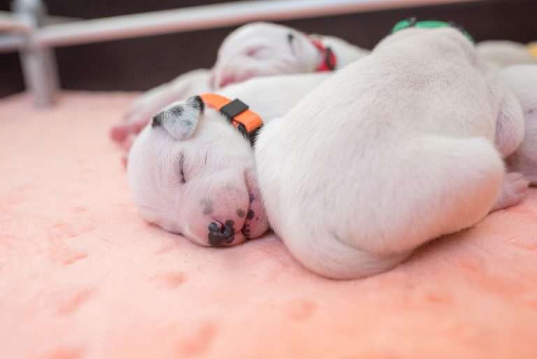 7. Lebenstag - B-Wurf (27)