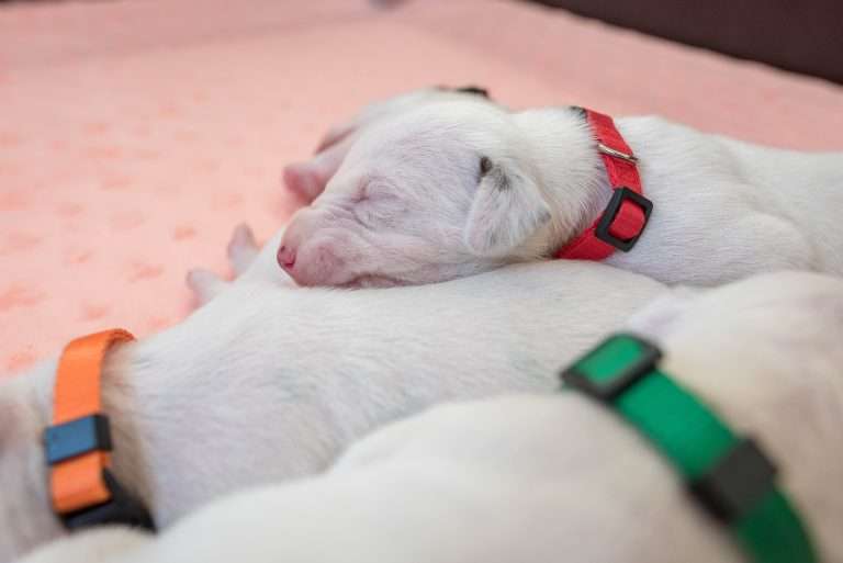 7. Lebenstag - B-Wurf (28)