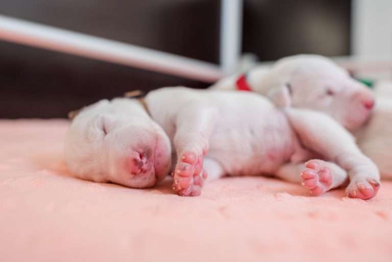 7. Lebenstag - B-Wurf (29)