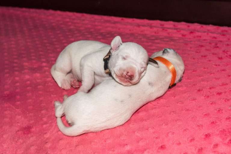 7. Lebenstag - B-Wurf (3)