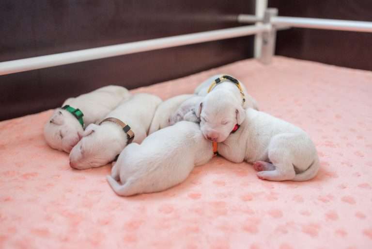 7. Lebenstag - B-Wurf (30)