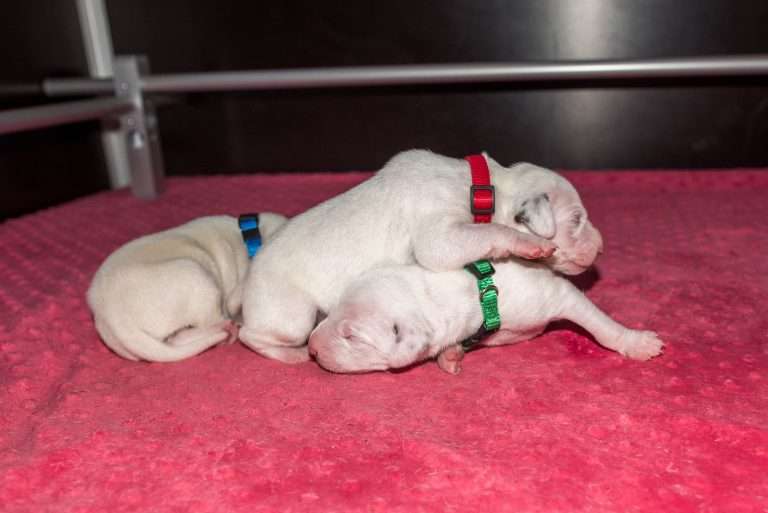 7. Lebenstag - B-Wurf (4)