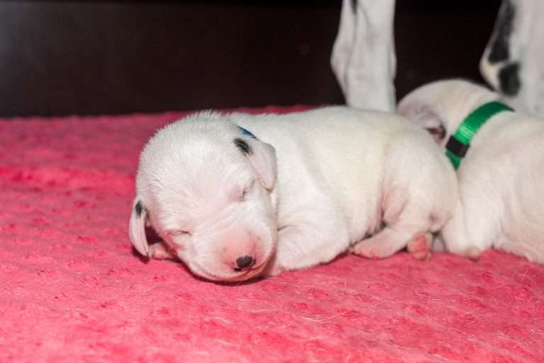 7. Lebenstag - B-Wurf (5)