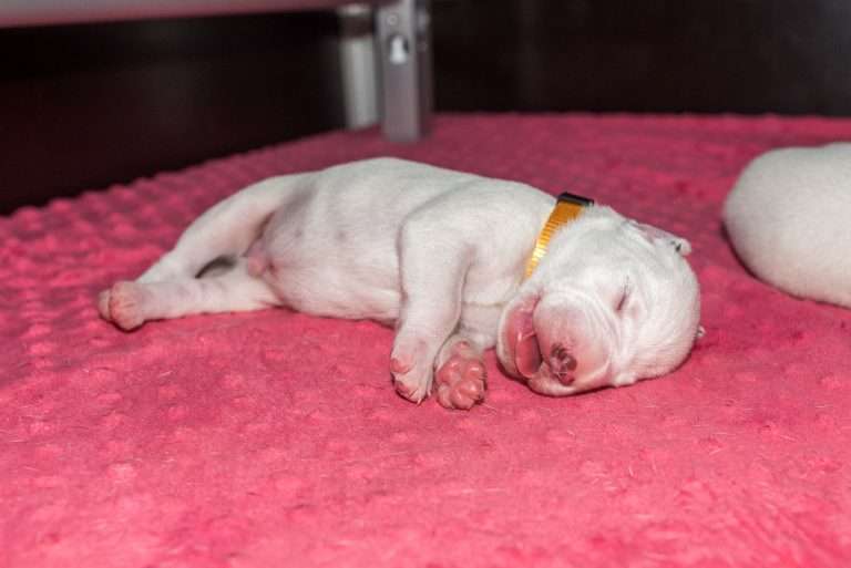 7. Lebenstag - B-Wurf (6)