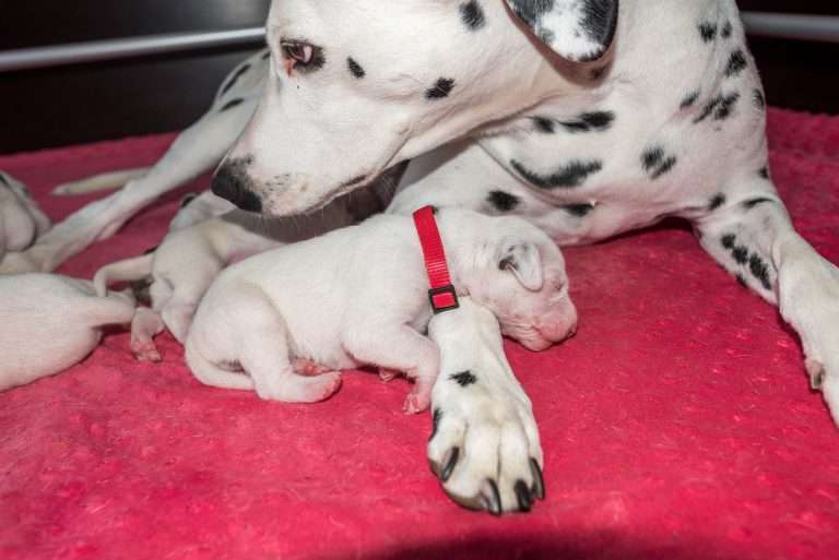 7. Lebenstag - B-Wurf (7)