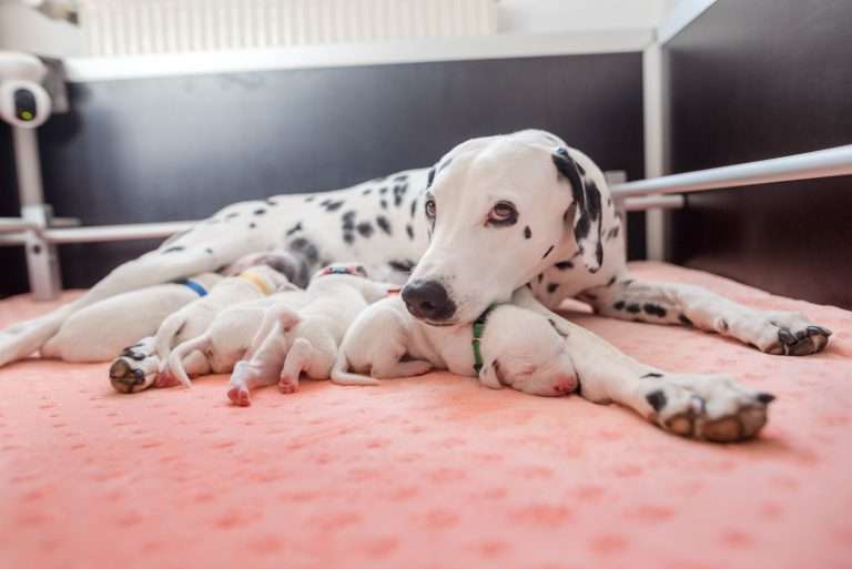 7. Lebenstag - B-Wurf (8)