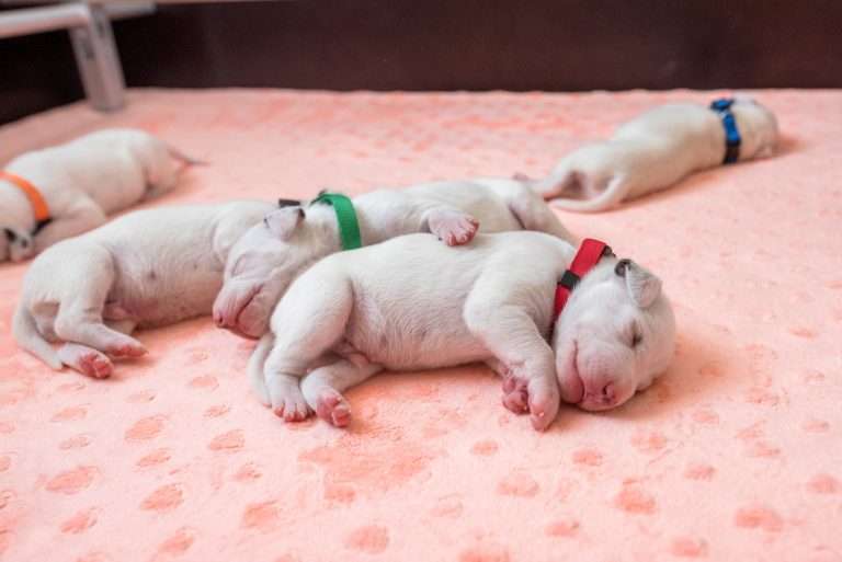 7. Lebenstag - B-Wurf (9)