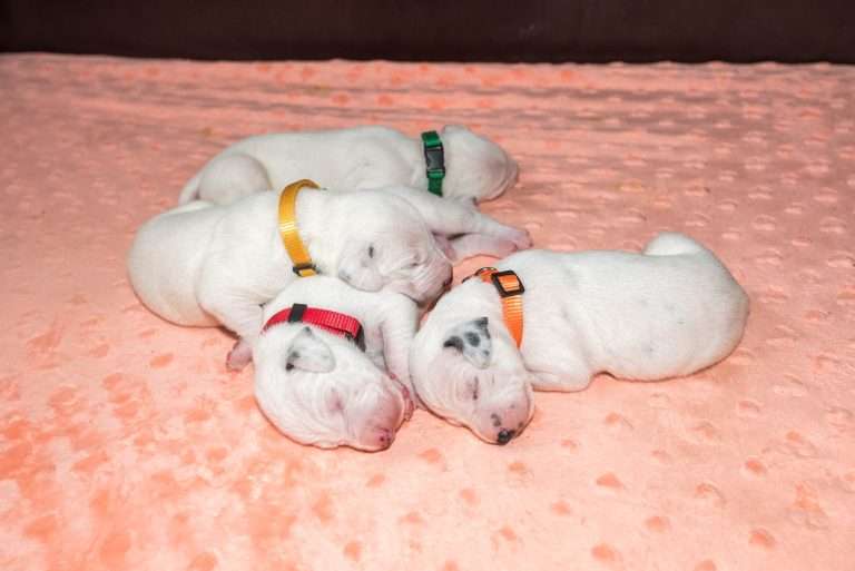 8. Lebenstag - B-Wurf (10)