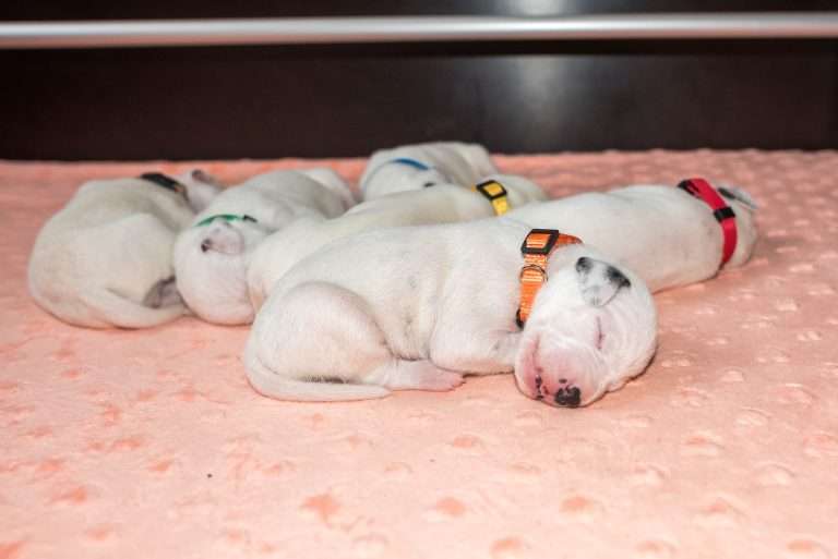 8. Lebenstag - B-Wurf (11)