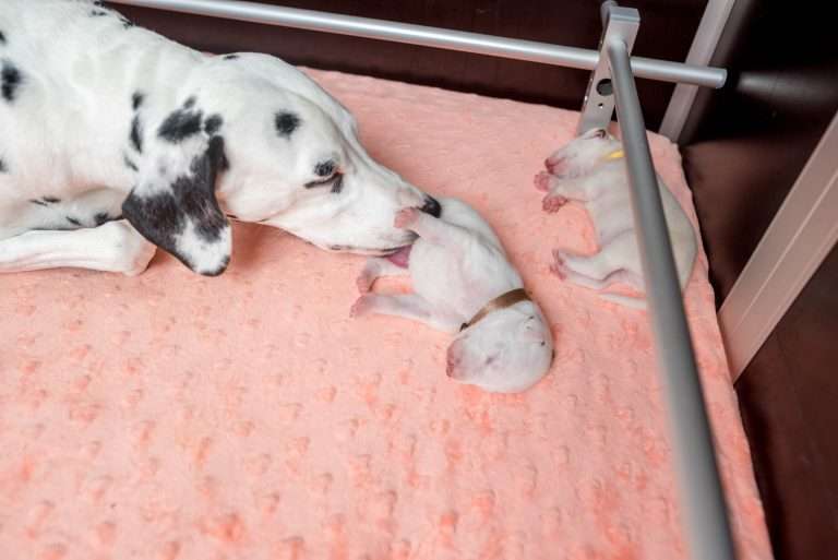 8. Lebenstag - B-Wurf (12)