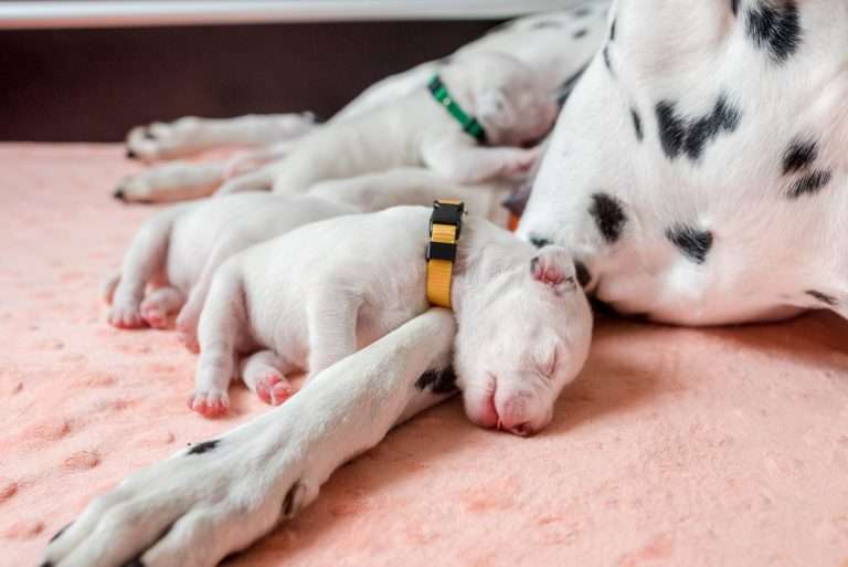 8. Lebenstag - B-Wurf (13)