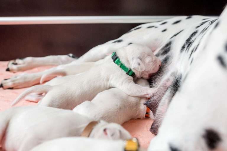 8. Lebenstag - B-Wurf (14)