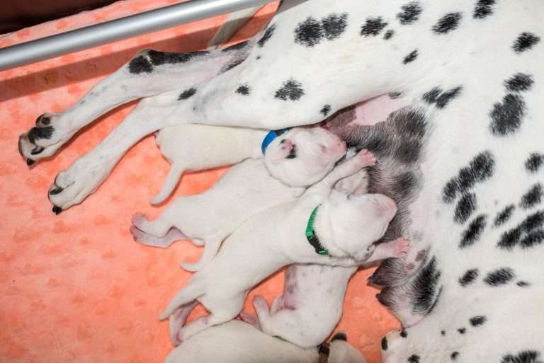 8. Lebenstag - B-Wurf (15)