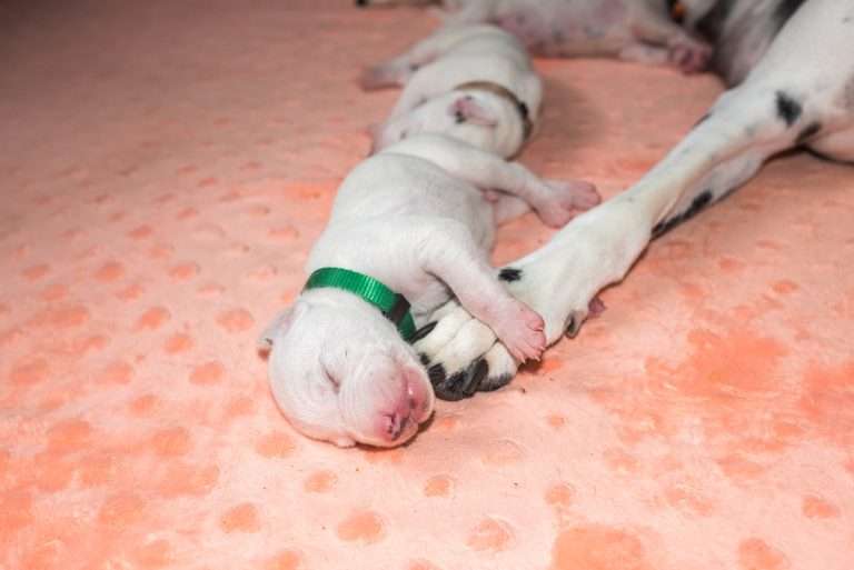 8. Lebenstag - B-Wurf (16)