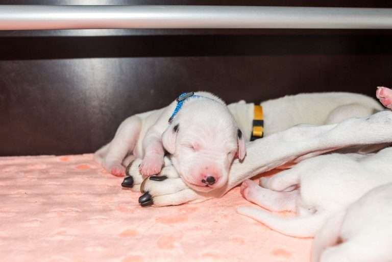 8. Lebenstag - B-Wurf (17)